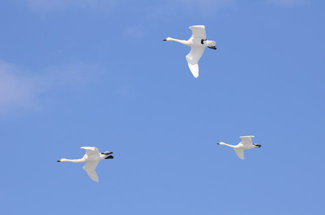 青空をバックに白鳥