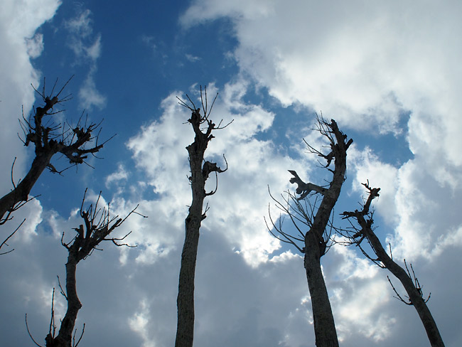 稲架木を下から撮ってみた