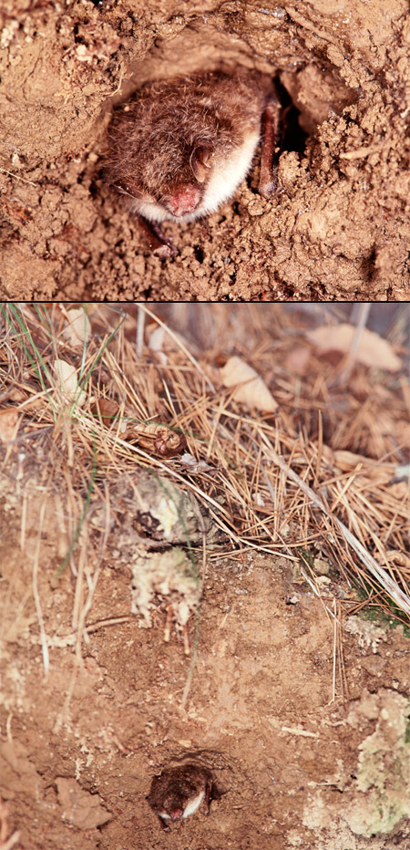 コテングコウモリの越冬