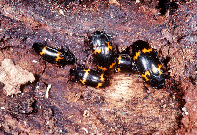 ミヤマオビオオキノコムシの越冬