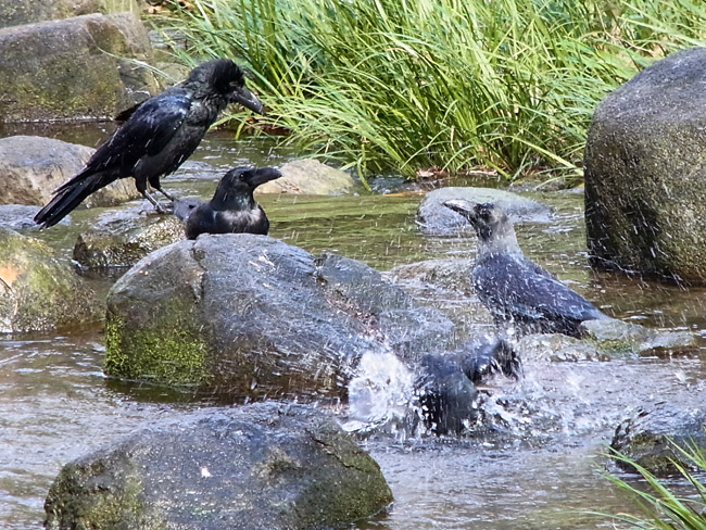 カラスの行水