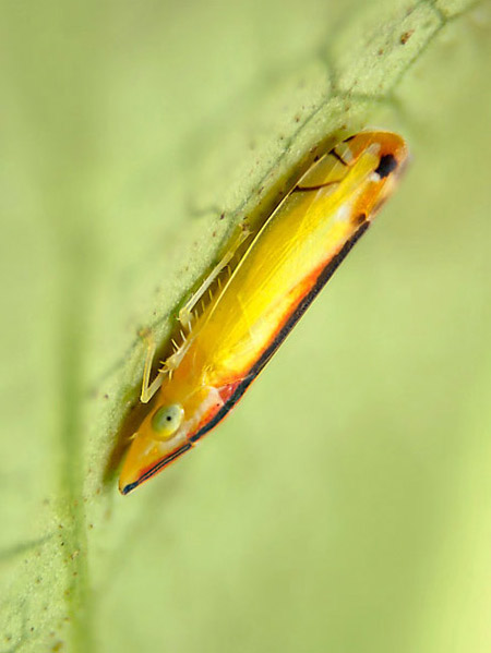 再びクロスジホソヨコバイ