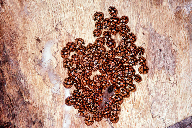 カメノコテントウの越冬