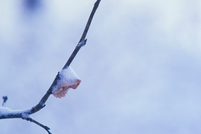 ジャコウアゲハの蛹