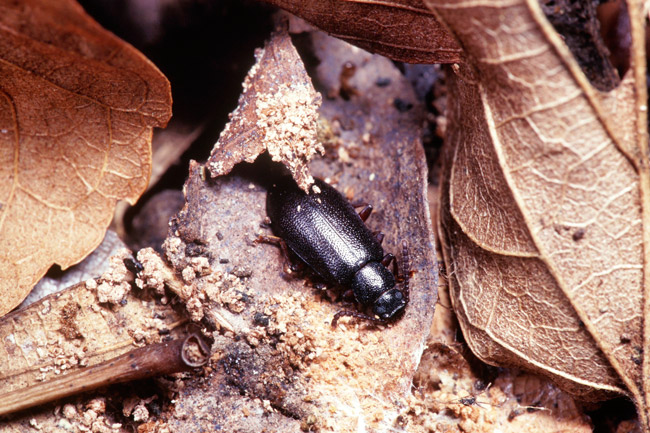 ヒゲブトゴミムシダマシ