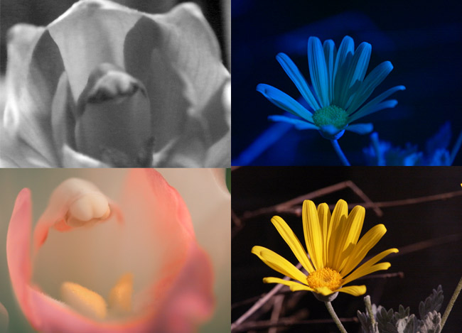 紫外線写真用カメラ