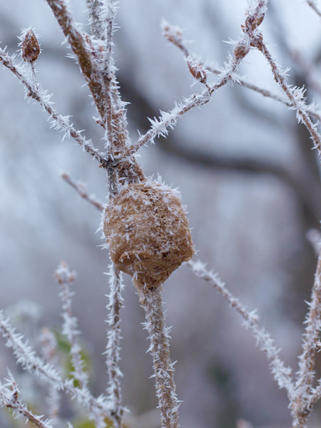 霧氷の付いたオオカマキリの卵