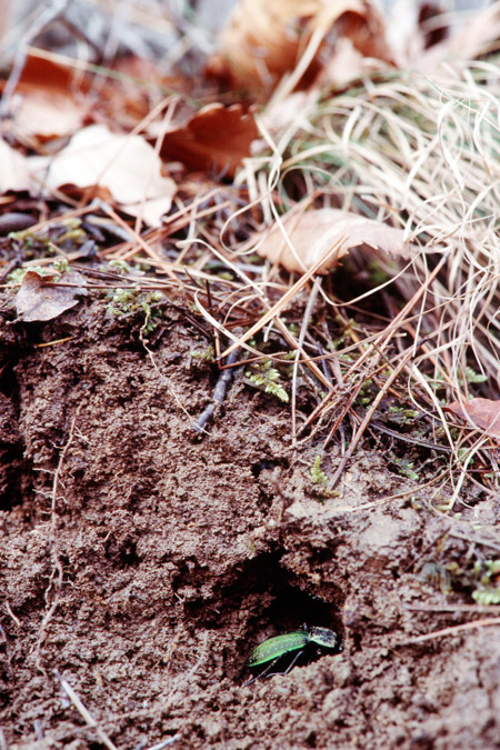 アオオサムシの越冬