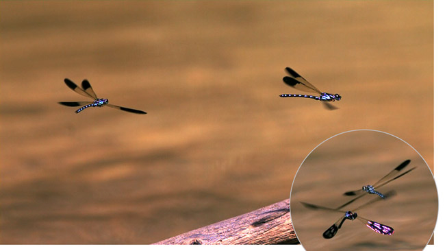 ハナダカトンボ