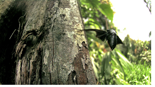 クマゼミの仲間の飛翔