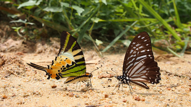 タイマイの吸水