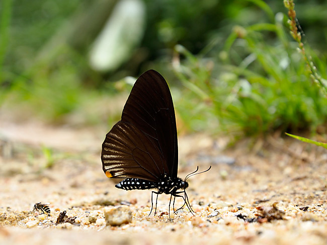 スラテリマネシアゲハ