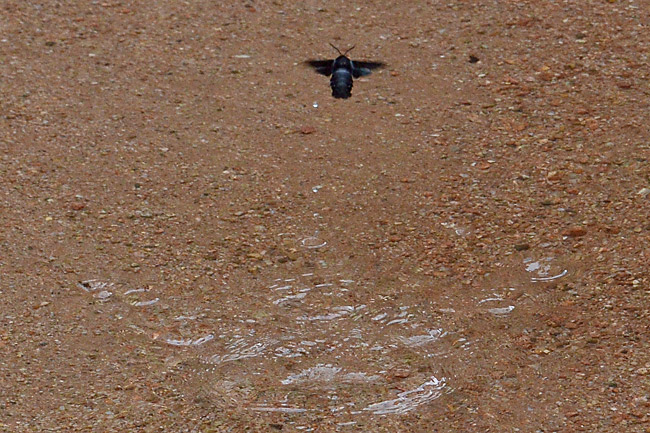 クマバチモドキホウジャク