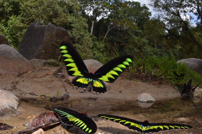 アカエリトリバネアゲハ
