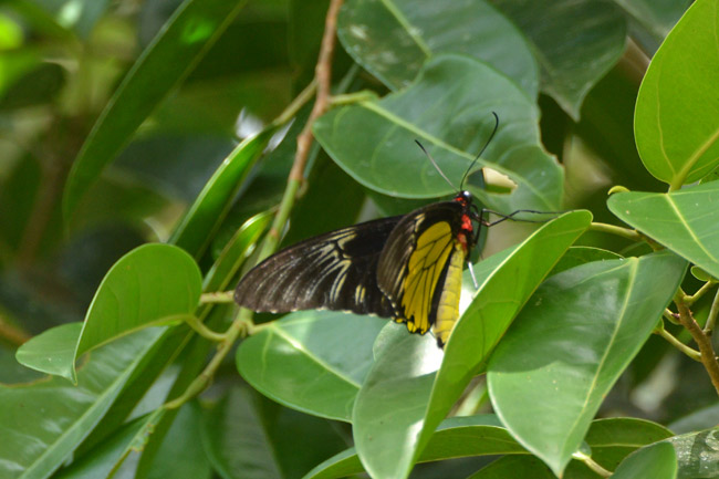 クサビモンキシタアゲハ