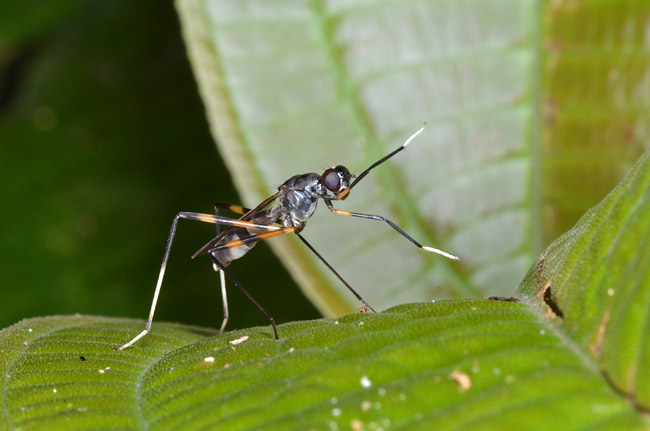 面白い格好をするハエ