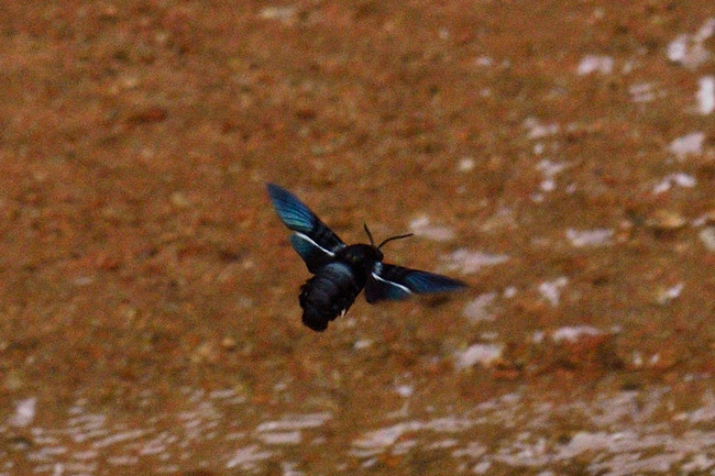 クマバチモドキホウジャク　ホバリング