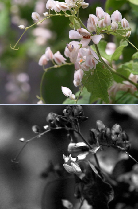 ハナカマキリを紫外線カメラで撮る
