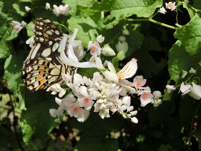 ハナカマキリ補食の瞬間