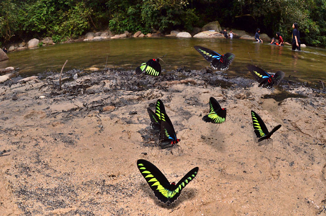 アカエリトリバネネアゲハの飛翔