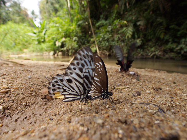 デレッセルティタイマイ
