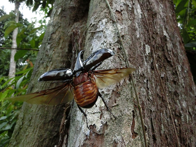 ヒメカブトの飛翔