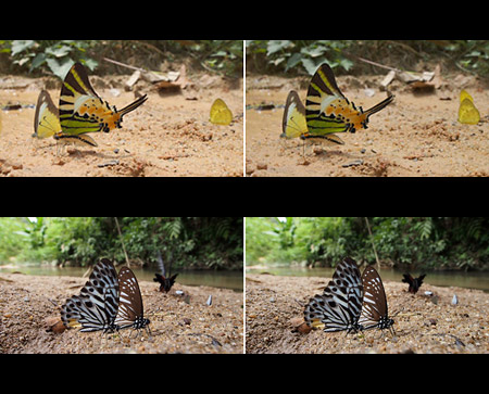 タイマイ３D立体写真