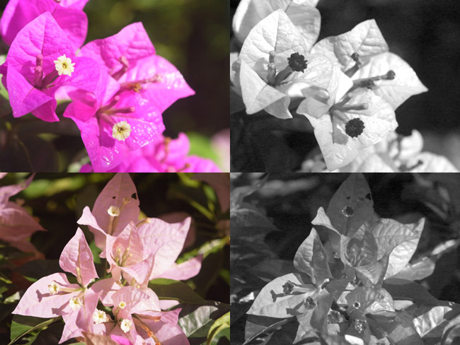 ブーゲンビリアの紫外線写真