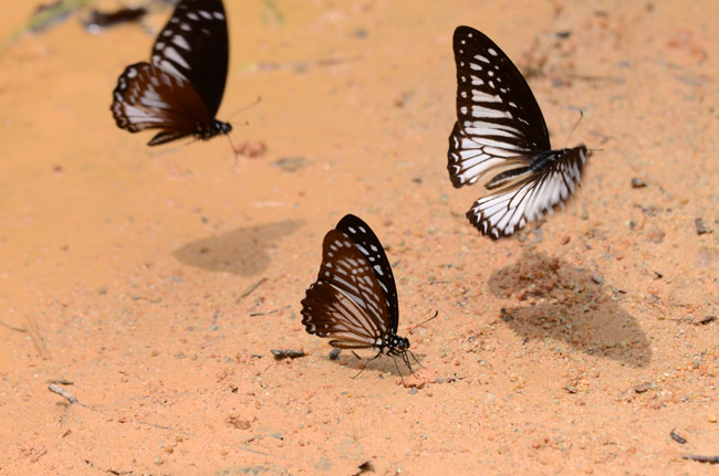 マカレウスタイマイとラマケウスタイマイ