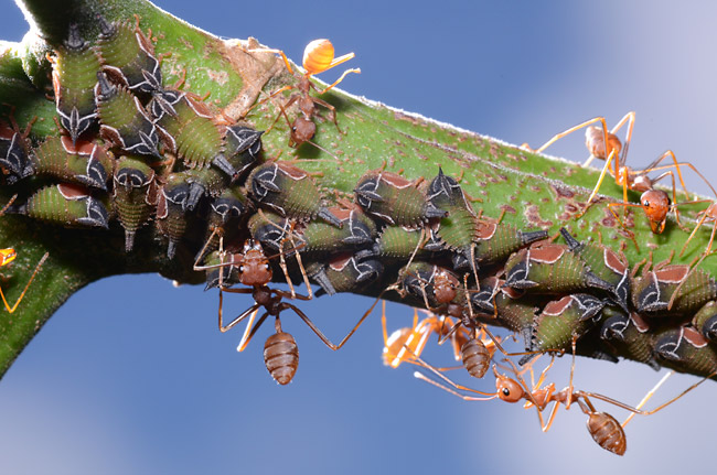 ツムギアリとツノゼミの幼虫