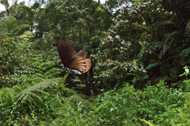 スラテリマネシアゲハの飛翔
