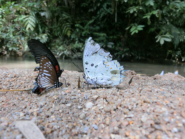 ホウセキフタオ