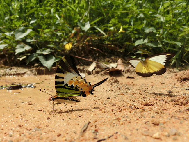 タイワンシロチョウ