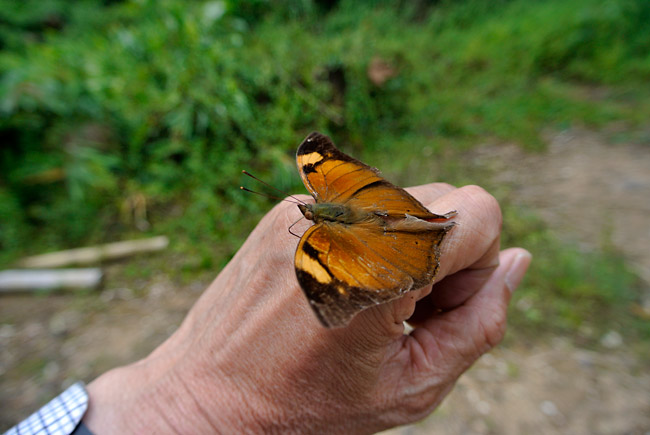 手から汗を吸うイワサキコノハチョウ