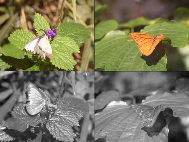 ベニシロチョウの紫外線写真