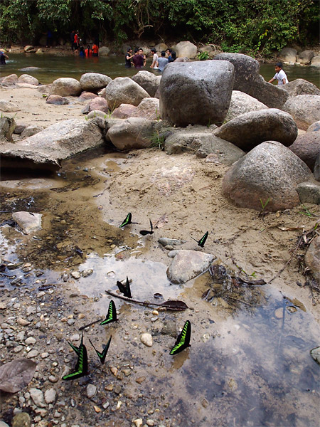 アカエリトリバネアゲハの集う河原