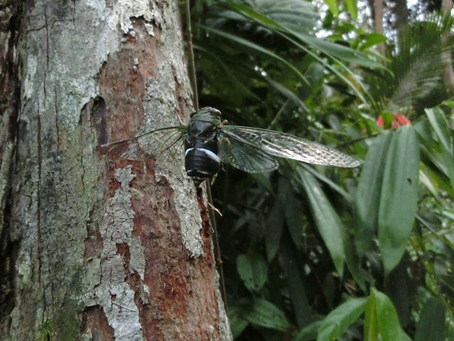 クマゼミの仲間の飛翔