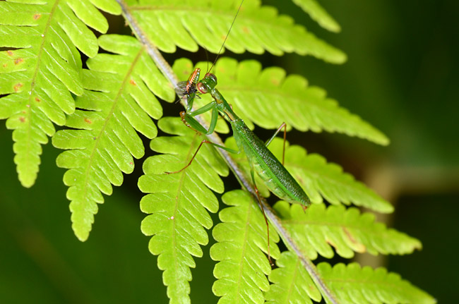 小さなカマキリ
