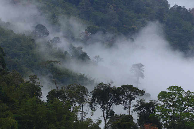 霧のジャングル