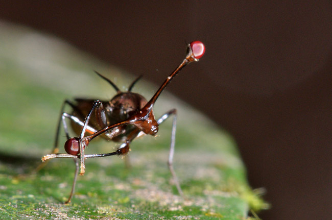 メダマを掃除するシュモクバエ