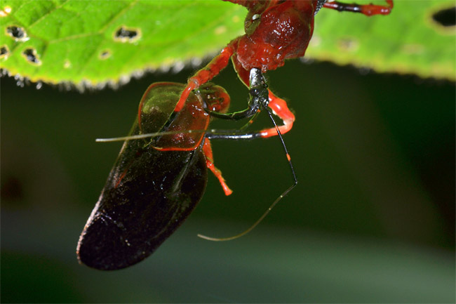 アワフキを捕らえたサシガメ