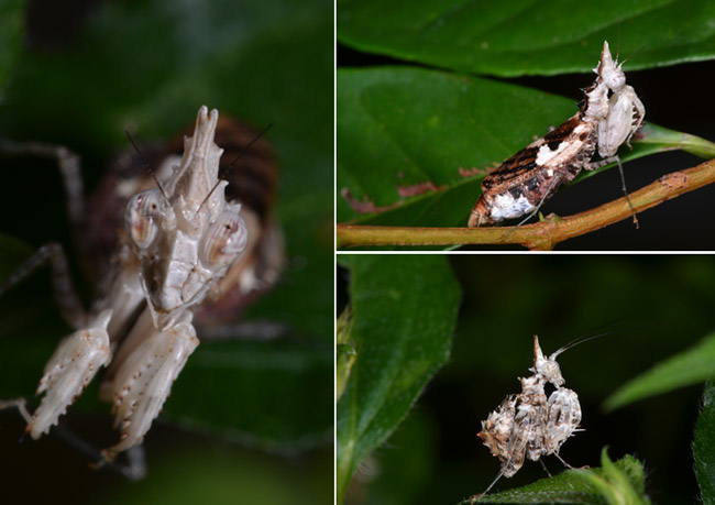 珍しいカマキリ