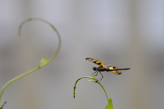 ベッコウチョウトンボ