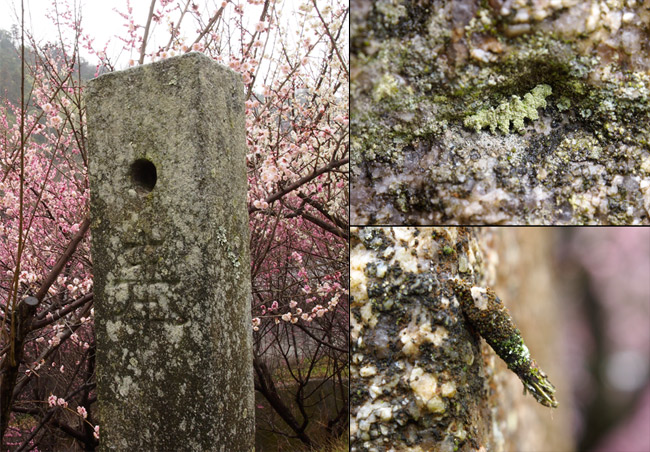 石に生えた苔に隠れていた虫は