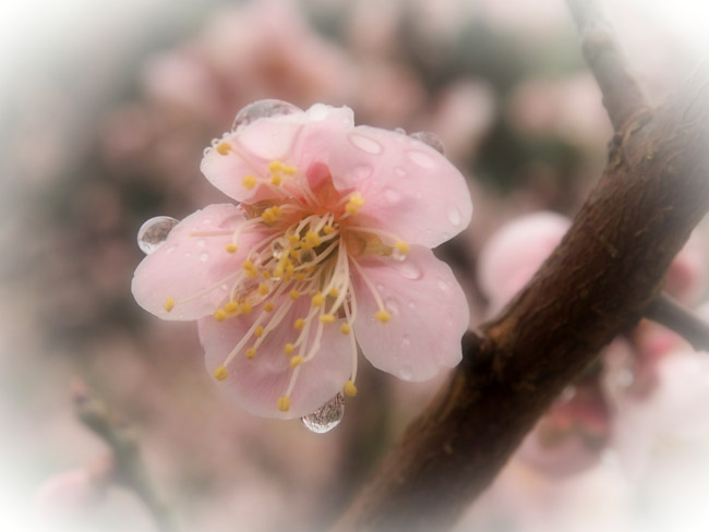 雨に濡れるウメ