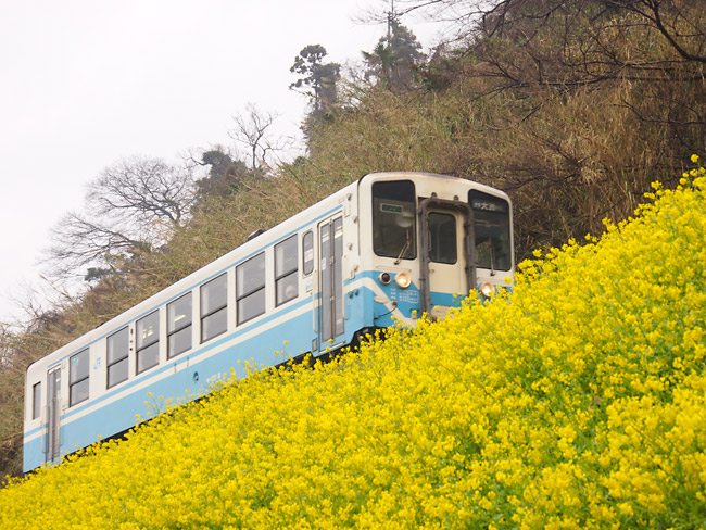 菜の花と予讃線