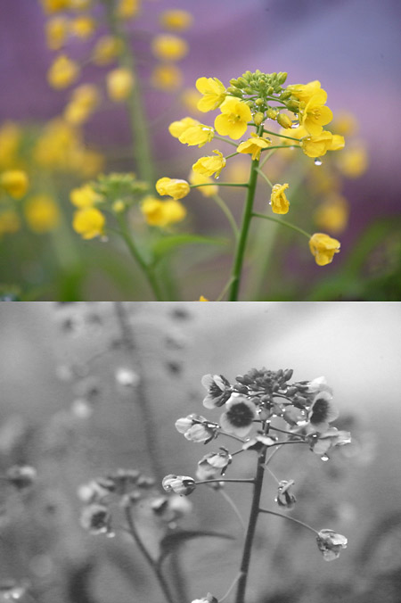 ナノハナの紫外線写真