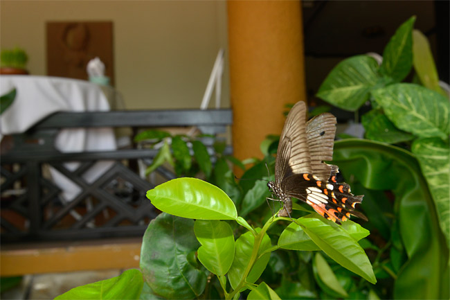 シロオビアゲハの産卵