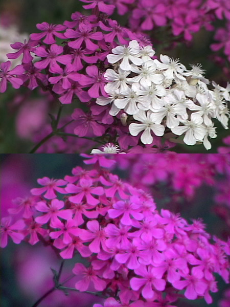 ムシトリナデシコの紫外線写真