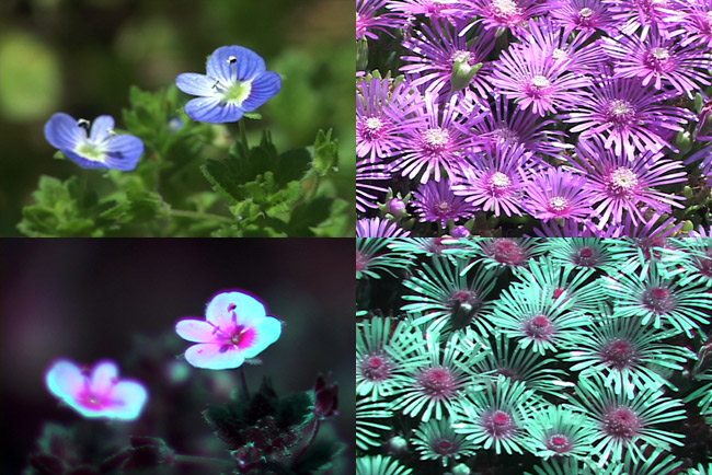 オオイヌノフグリの紫外線写真